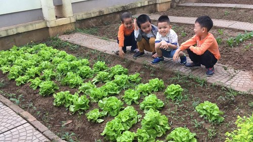 Một buổi tham quan vườn rau của các bé lớp B4